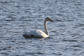 Whooper Swan