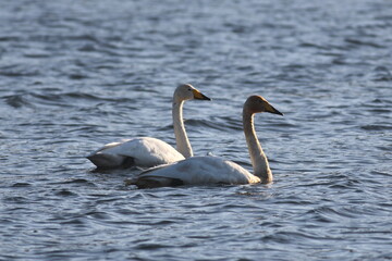Pair of Whooper Swans