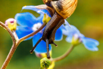 Snail closeup portrait. Little snail in shell crawling on flower and green leaf in garden. Inspirational natural floral spring or summer background. Life of insect. Macro, close up