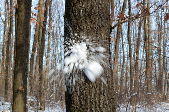 Snowball Splash Hits The Tree In The Forest