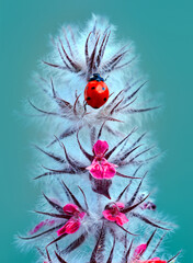 Beautiful ladybug on leaf defocused background