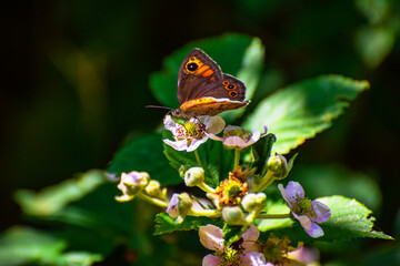 Butterfly Maniola pollinate on blooming blackberry flowers.