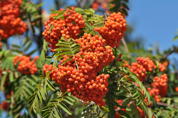 Berries ripen on a branch of rowan (Sorbus aucuparia)