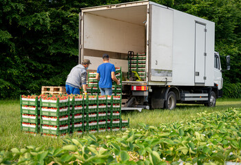 Erdbeerenernte -  direkt am Erdbeerfeld werden die geernteten Erdbeeren für den Handel gewogen und...