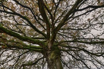 Copa de un roble (Quercus robur)en otoño, vista desde abajo y situado en Castroncelos, ayuntamiento de A Pobra do Brollón, provincia de Lugo (Galicia)