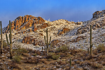 Sunlit Saguaro Slopes in Tucson, Arizona, after snow falls in the desert at Gates Pass