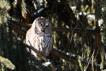 Barred Owl sleeping in a pine tree