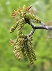 Spring flowering walnut