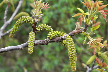 Obraz premium Spring flowering walnut
