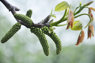 Fototapeta premium Spring flowering walnut