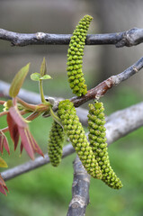 Fototapeta premium Spring flowering walnut