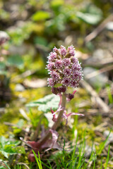 Petasites hybridus, Pestwurz, Blüte