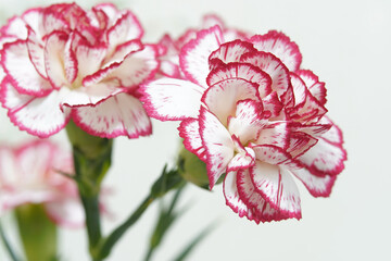 pink carnation closed up