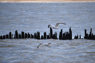 Seagulls of the Jersey shore.