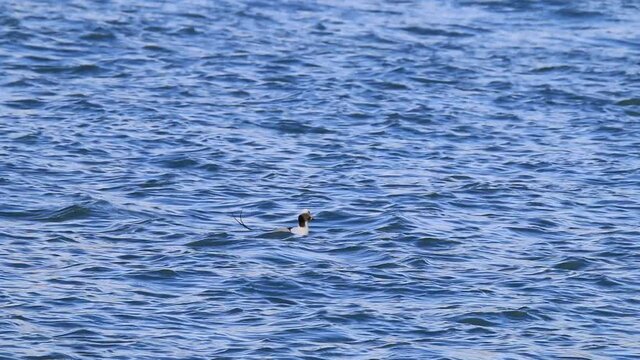 bufflehead ducks on water in Ontario fishing for food