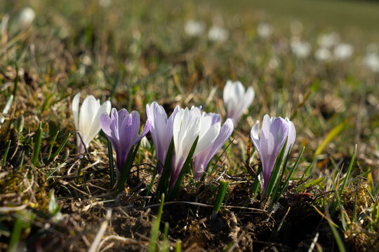 Crocus albiflorus (Crocus vernus, ssp. aliflorus) Frühlings-Krokus, Gruppe, weiß und violett auf Bergwiese im Allgäu