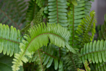 Nephrolepis exaltata or The Sword Fern, close-up of the foliage, green leaves, plants at home, fresh green tropical leaves, green plant wallpaper, natural background