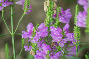 Physostegia virginiana, Obedient Plant with small pink flowers and buds and green leaves, macro of Amazing Dainty or False Dragonhead, selective focus, natural background
