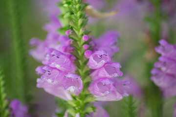 Physostegia virginiana, Obedient Plant with small pink flowers and buds and green leaves, macro of Amazing Dainty or False Dragonhead, selective focus, natural background