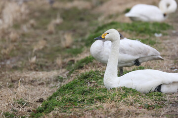 冬の田んぼに飛来したハクチョウ