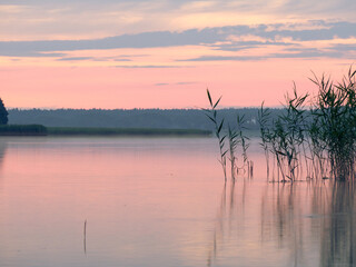 Sunrise landscape on Masuria. Reeds relfections.  Seksty lake.