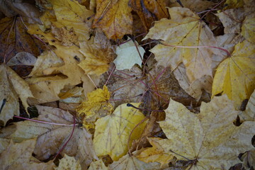 Schöne Herbstblätter in gelb und braun