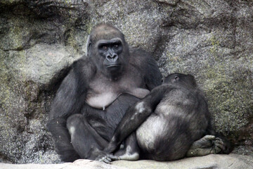 Fototapeta premium Western lowlands gorilla from Africa rare sight of mother feeding baby gorilla found in Cameroon, Congo, equatorial Guinea, Gabon and Republic of Congo