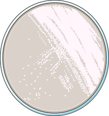 Top-view of a Petri dish filled with nutrient agar media with streaks of bacterial colonies used in microbiology