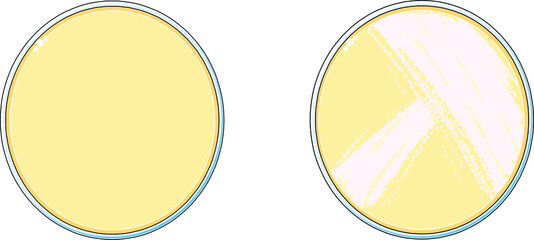 Illustration of the top-view of a microbial Petri plate with or without the colonies of bacterial growth culture on nutrient agar medium.