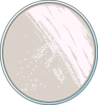 Top-view of a Petri dish filled with nutrient agar media with streaks of bacterial colonies used in microbiology