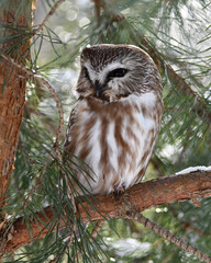 Northern Saw-whet Owl