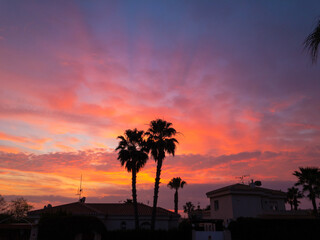 Idyllic sunrise over rooftops And palm trees silhouette 