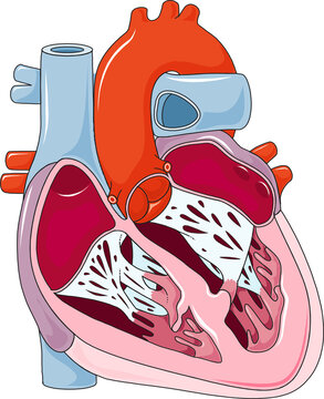 Cross-section of human heart