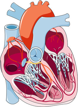 Cross-section of human heart anatomy showing the blood circulatory pathways through the atrium and ventricles