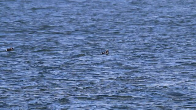 bufflehead ducks on water in Ontario fishing for food