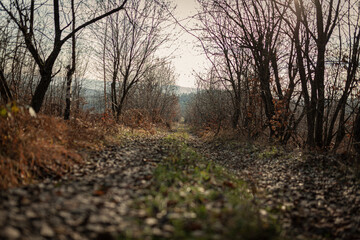 path in the forest