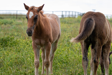 Naklejka na ściany i meble Baby Horses in California, Tiny Newborn Baby Horses