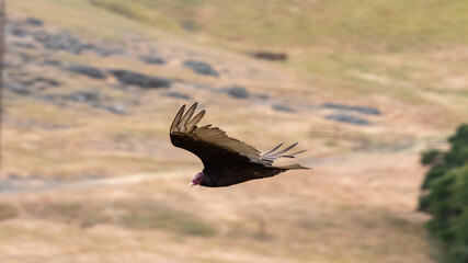 Vulture Flying in San Luis Obispo California, Poly Canyon Trail