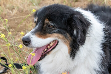 Australian Shepherd Dog in Mustard Field