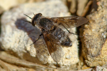 Bee-fly (Cytherea obscura)