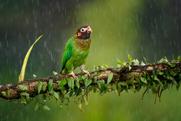 Fototapeta premium Brown-hooded Parrot - Pyrilia haematotis small bird in the heavy tropical rain which is a resident breeding species from southeastern Mexico to north-western Colombia. Green background