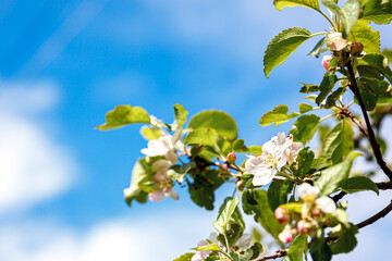 Beautiful white apple blossom flowers in spring time. Background with flowering apple tree. Inspirational natural floral spring blooming garden or park. Flower art design. Selective focus.