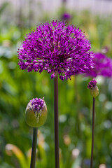 Ein lila strahlende Blume namens allium aflatunense