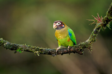 Brown-hooded Parrot - Pyrilia haematotis small bird in the tropical forest which is a resident breeding species from southeastern Mexico to north-western Colombia. Green background with flower
