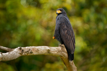 Common Black Hawk - Buteogallus anthracinus  a big dark bird of prey in the family Accipitridae, formerly Cuban black-hawk (Buteogallus gundlachii) as a subspecies, sitting on the tree, flying