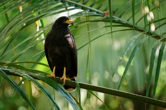 Common Black Hawk - Buteogallus anthracinus  a big dark bird of prey in the family Accipitridae, formerly Cuban black-hawk (Buteogallus gundlachii) as a subspecies, sitting on the tree, flying