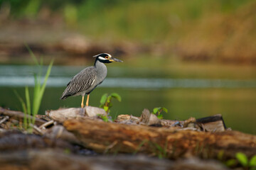 Yellow-crowned Night-Heron - Nyctanassa violacea is bird night herons found in the Americas, known as the Bihoreau Violace in French and Pedrete Corona Clara in Spanish, water and green background