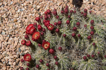 claret-cup cactus in the desert