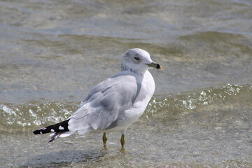 Beach gull