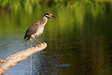 Yellow-crowned Night-Heron - Nyctanassa violacea is bird night herons found in the Americas, known as the Bihoreau Violace in French and Pedrete Corona Clara in Spanish, water and green background